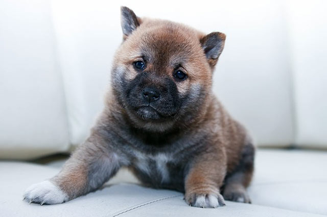 Online Pet Store in Renton, WA