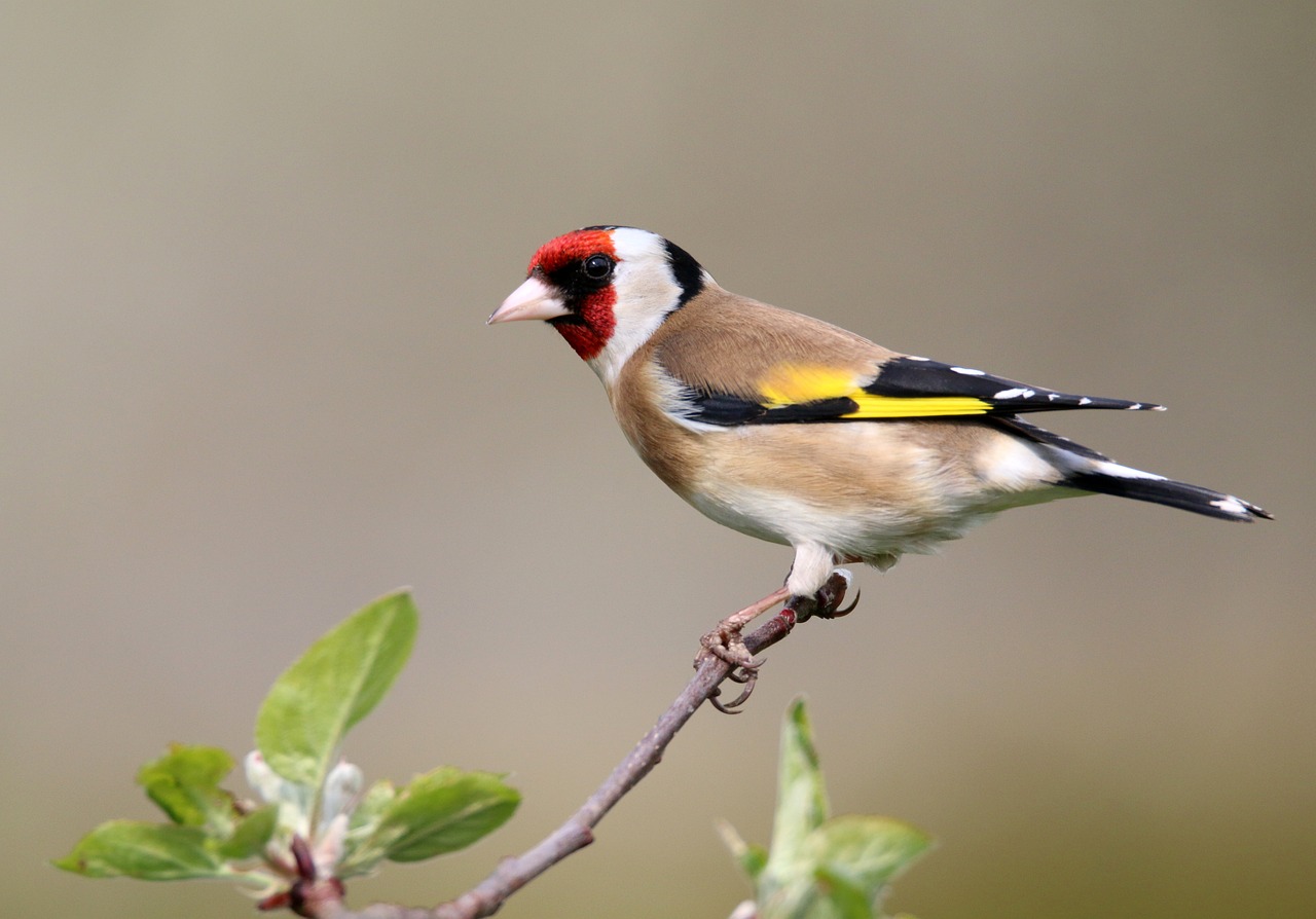 Bird Arrivals November 2024
