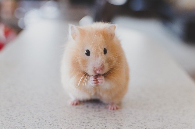 Hamsters Fuzzy Ball of Fun