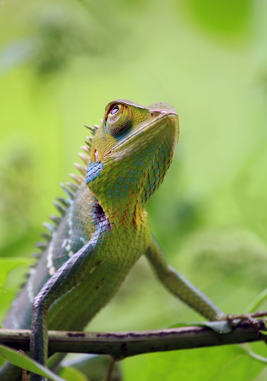 Popular Beginer Reptiles  for Xmas or gifts