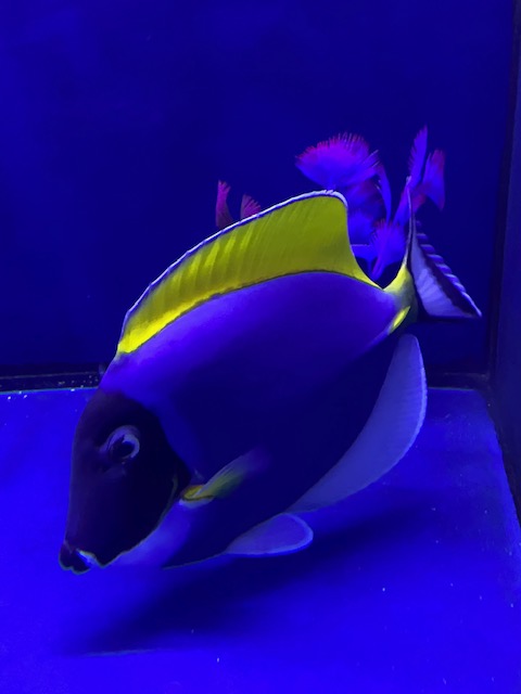 Saltwater Arrival April