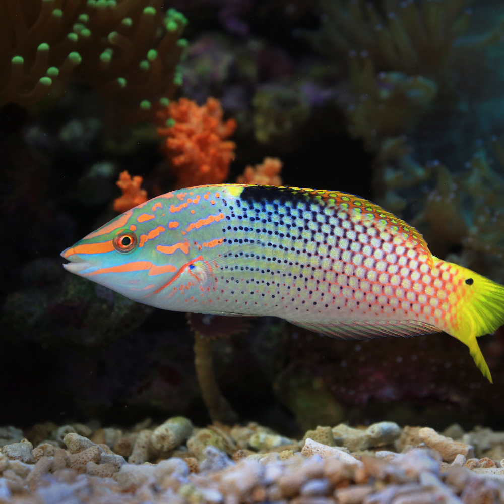 Saltwater Arrivals  February