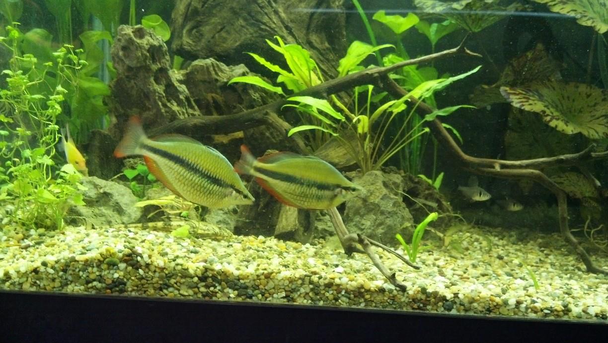 The Beauty and Benefits of Live Aquarium Plants