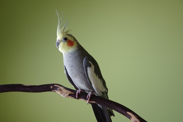 Bird Arrival March 2024