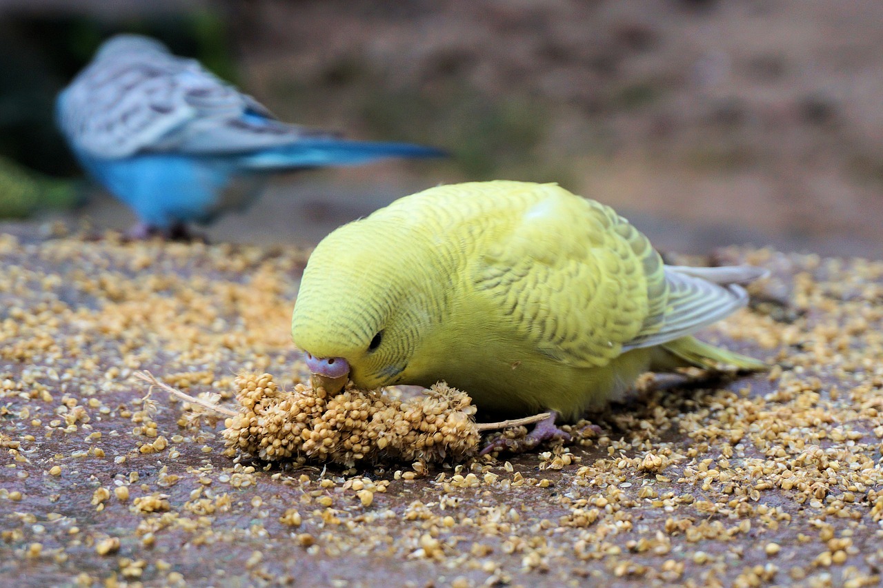 Bird Arrivals July 2024