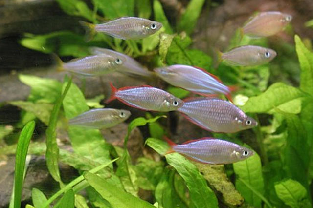 Home Fish Tanks and the Best Fish Pet Store in Renton, WA