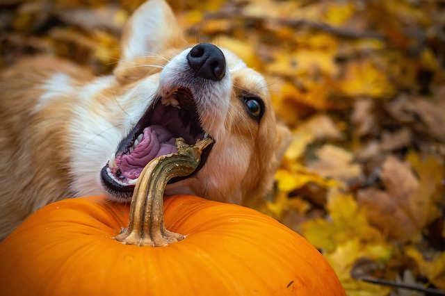 People Food Not Always Good for Pets