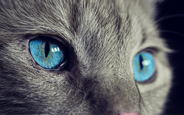 Cats and Millennial's