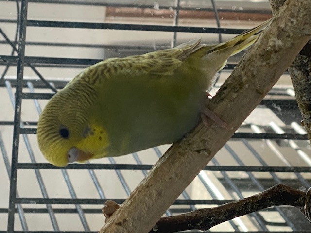 Bird Arrivals July 2025