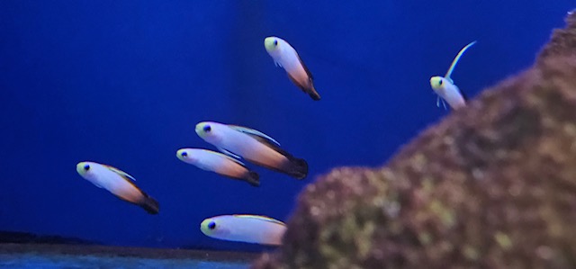 Saltwater Arrivals June 2025