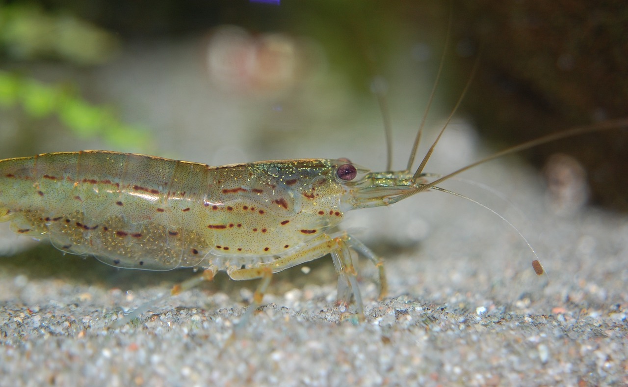 Freshwater Arrivals June 2023