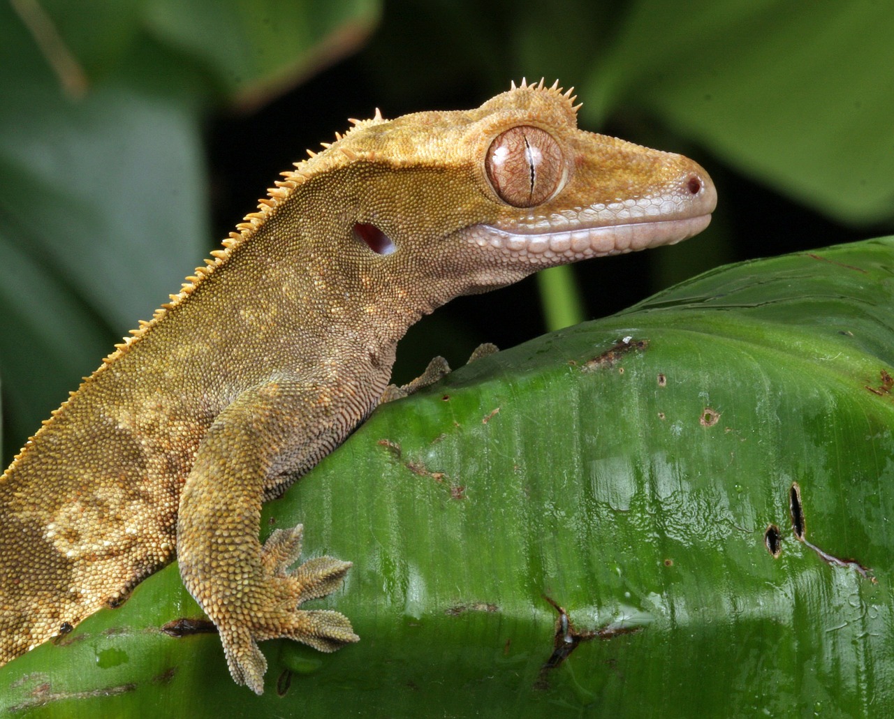 Reptile Arrivals October