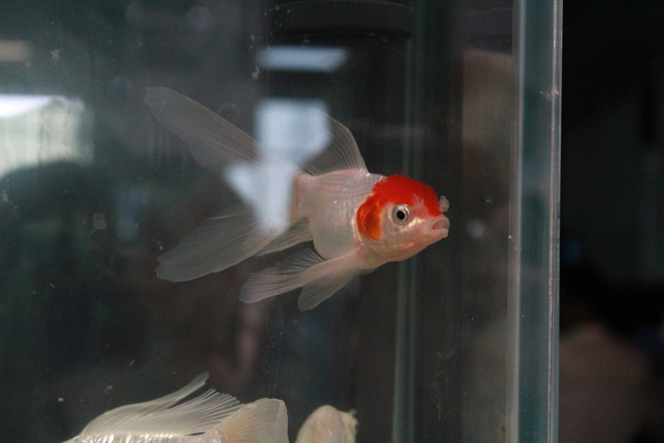 Story about acrylic Aquariums