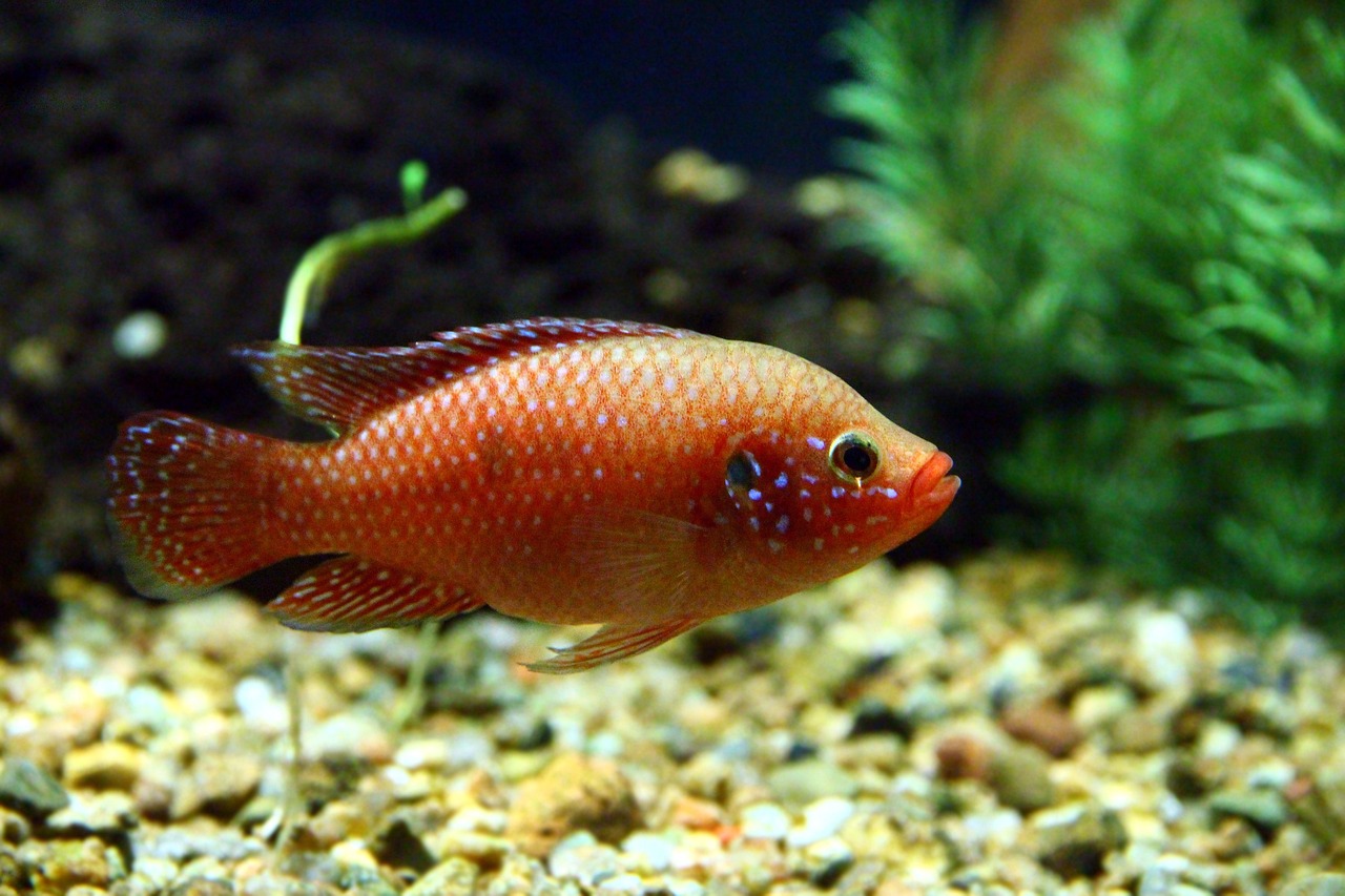 Freshwater Arrivals November 2024