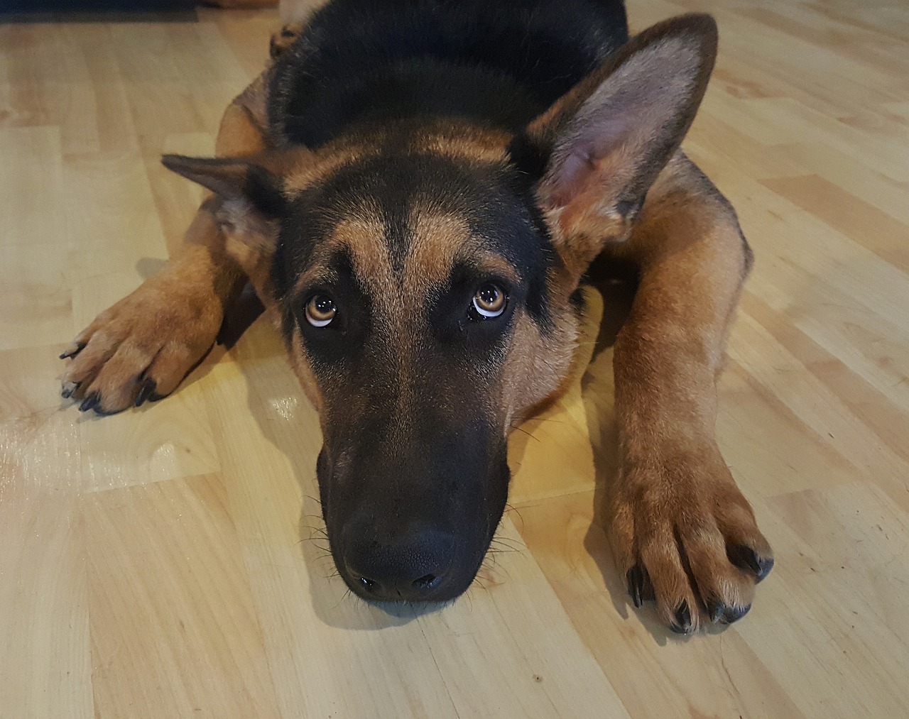 How to help Dog with Separation Anxiety