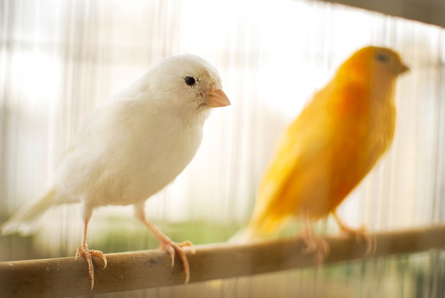 Bird Arrival July 2023
