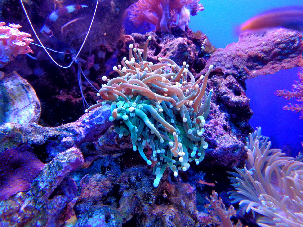 Saltwater Arrivals November 2024