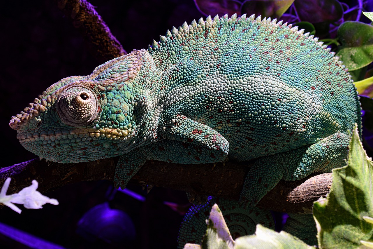 Reptile Arrival November 2023