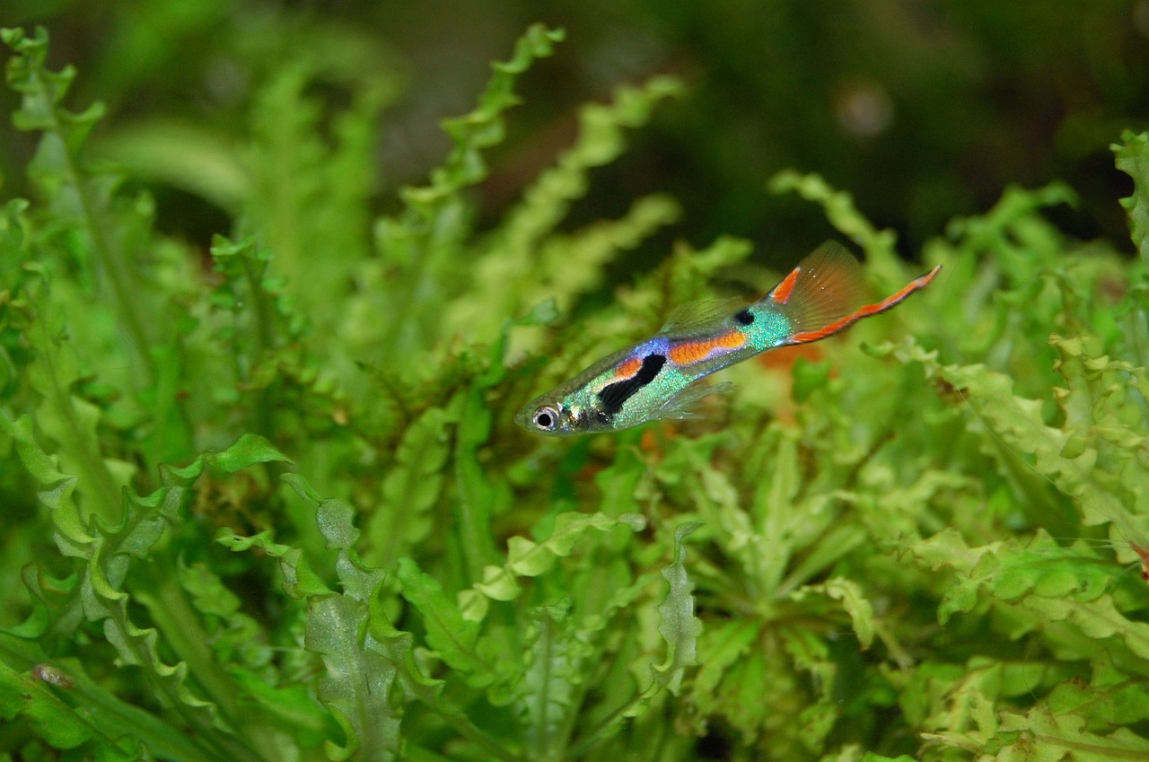 Freshwater Arrivals June 2023