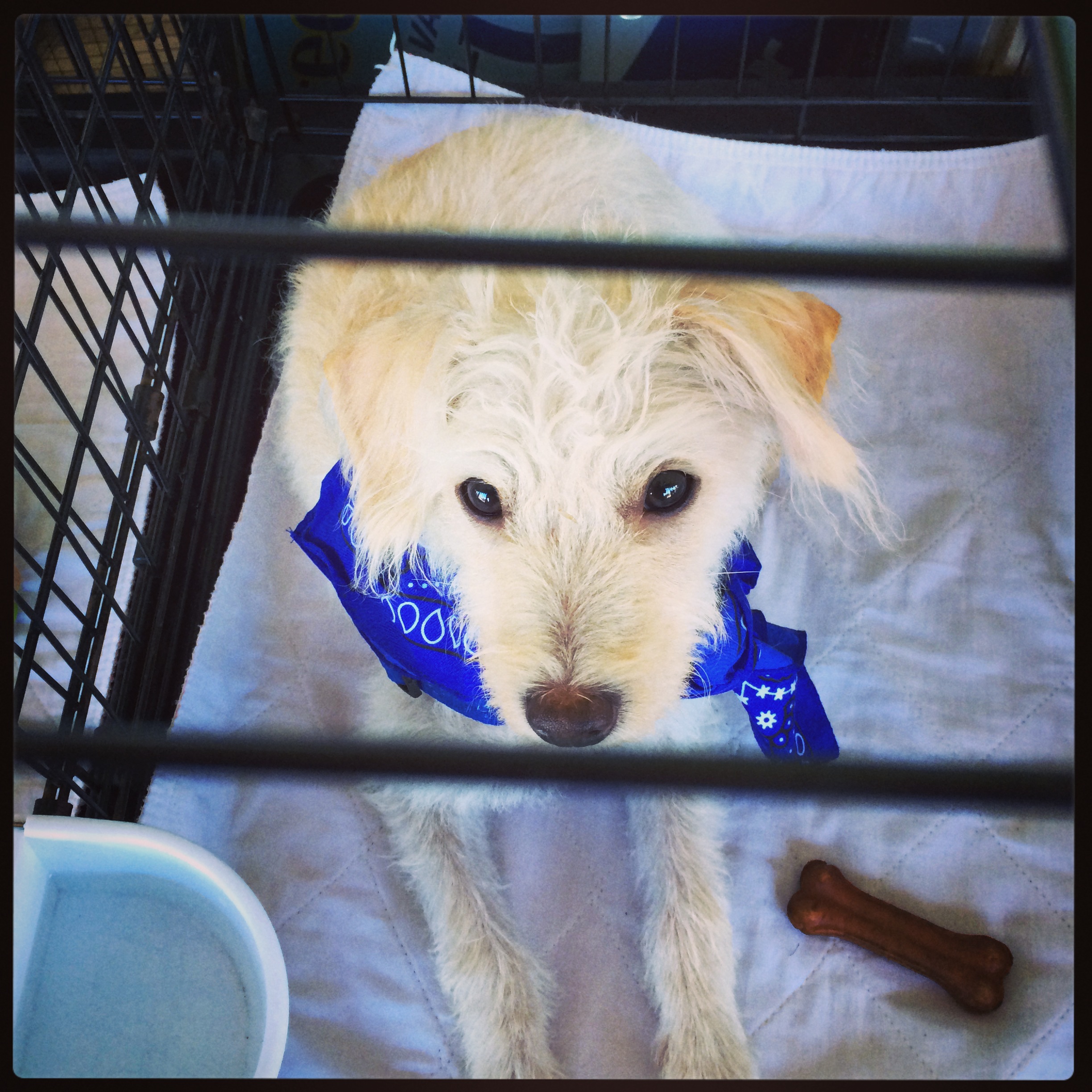 Looking for Dog  Adoption Events Near Me? 10 Things You Should Know Before Our Next Dog AdoptionEvent