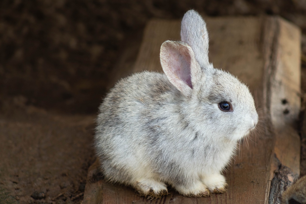 Rabbit Care & Tips