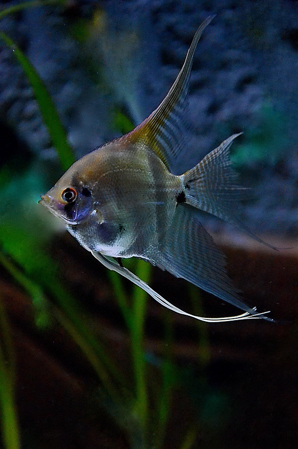 Proper way to Acclimate Livestock to Freshwater Aquarium
