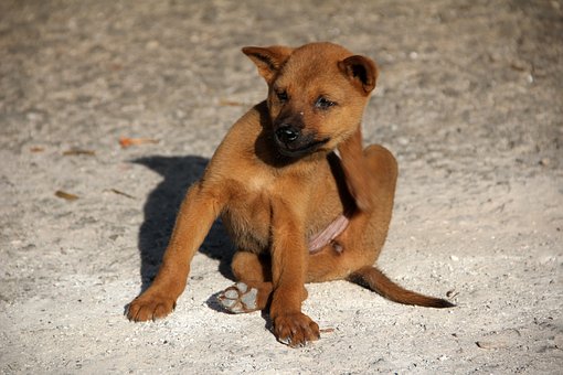 Flea & Ticks