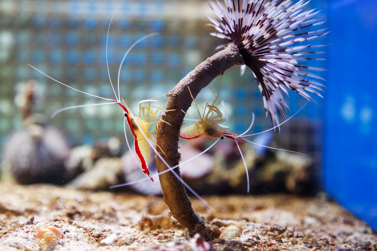 Saltwater Arrivals May