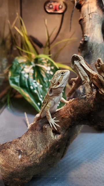 Reptile Arrivals June 2025