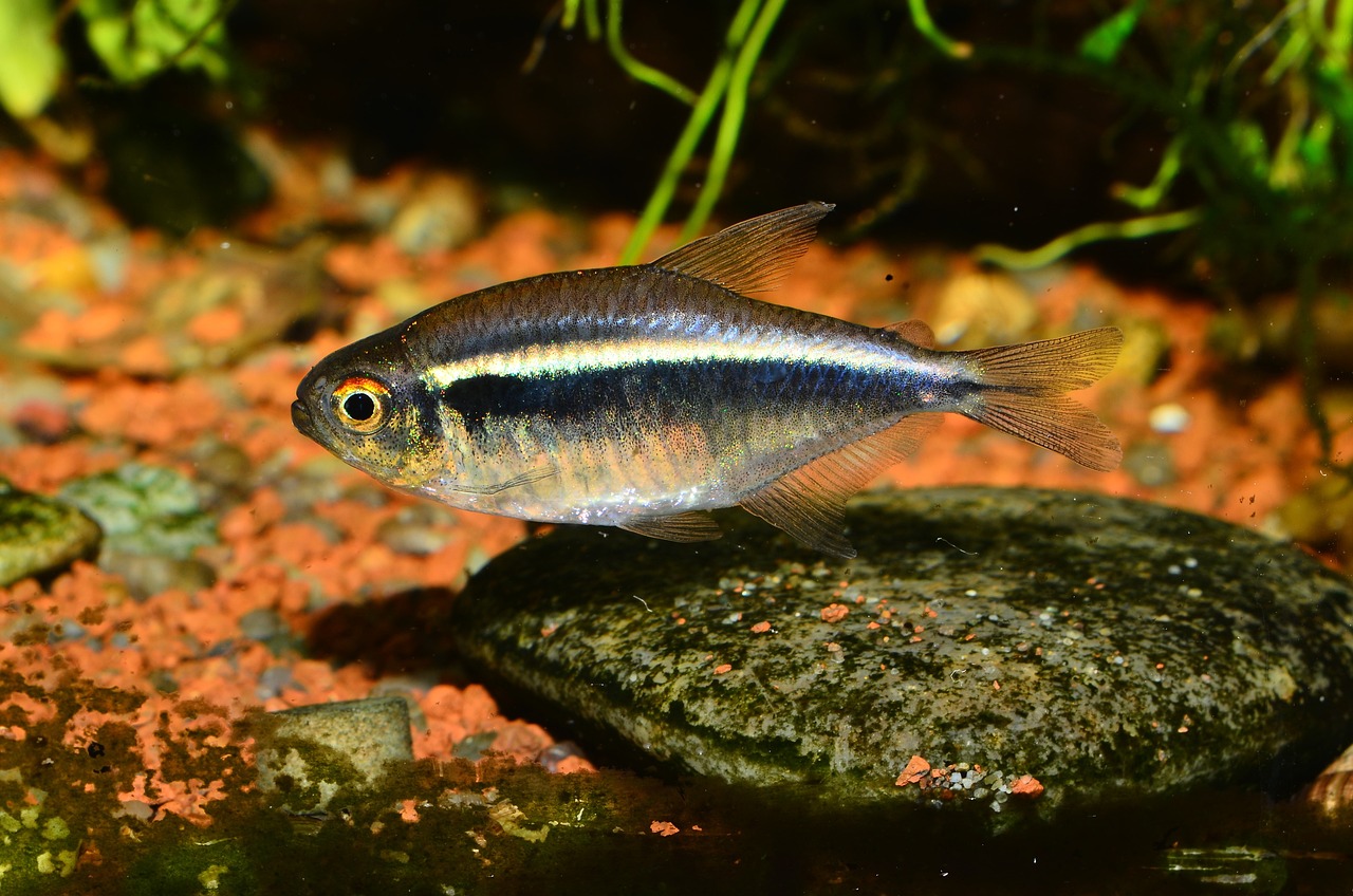 Freshwater Arrival June 2023