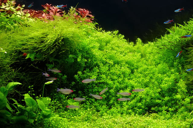 Exploring the World of Tropical Fish and Tanks in Renton, WA