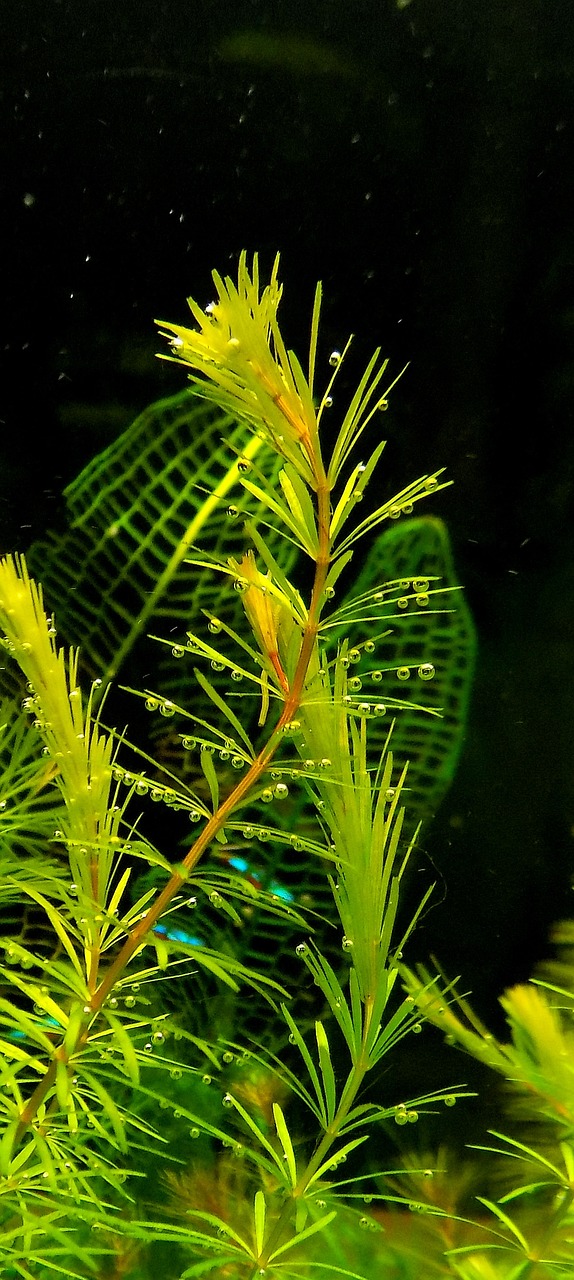 Freshwater Arrivals October 2023