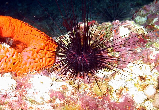 Saltwater Arrivals October 2024