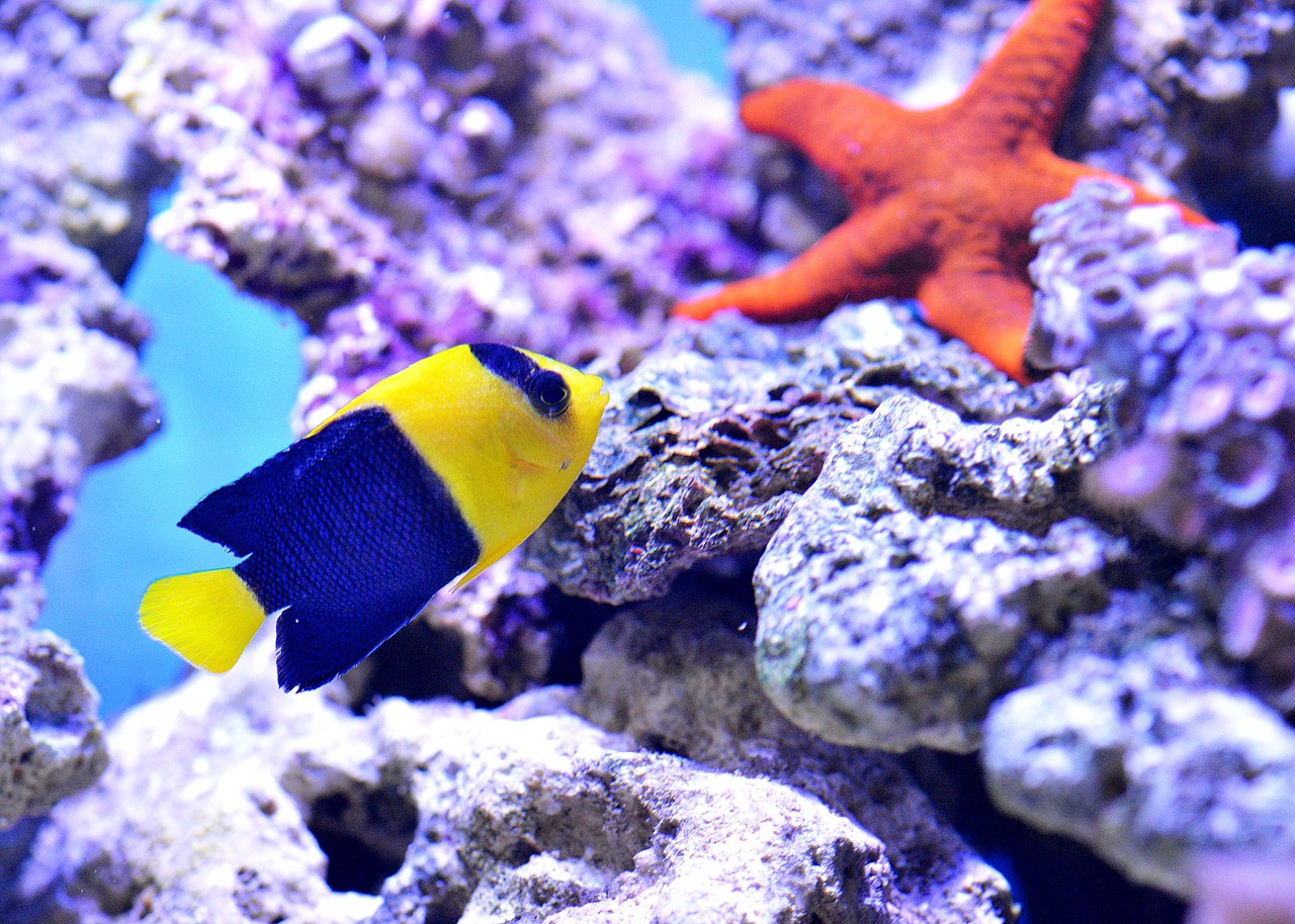 Saltwater Arrival May