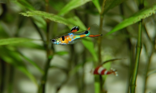 Freshwater Arrivals Sept 2023