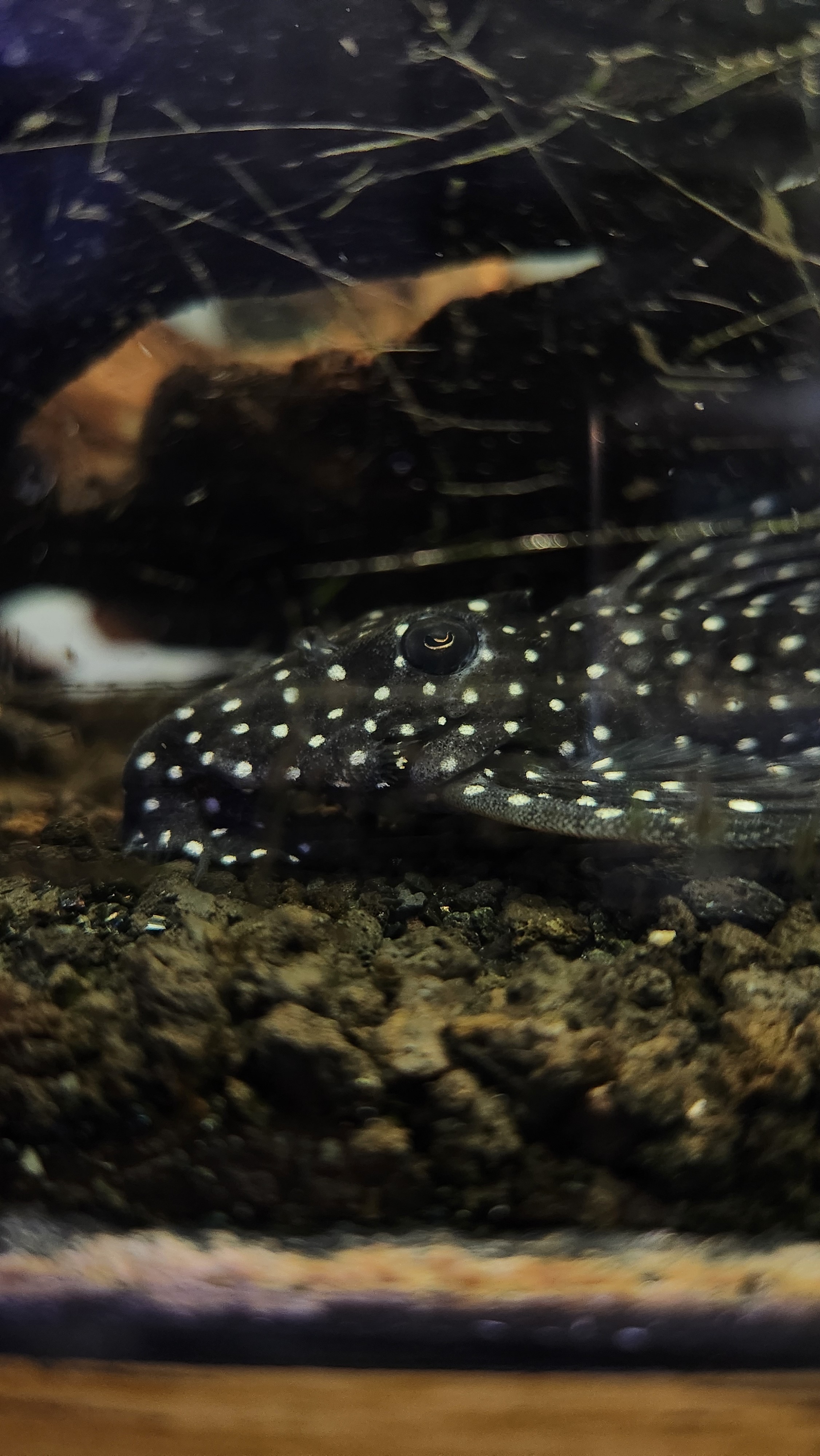 Freshwater Arrival July 2025