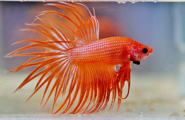 Freshwater Arrivals July 2024