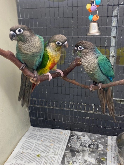 Green Check Conure