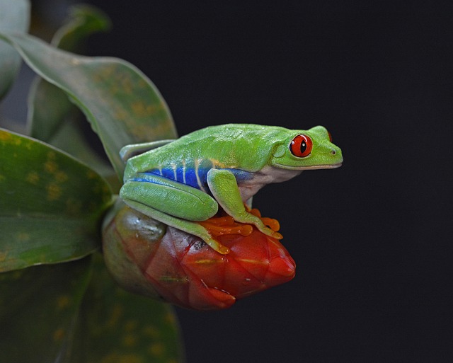 Reptile Arrival June 2022