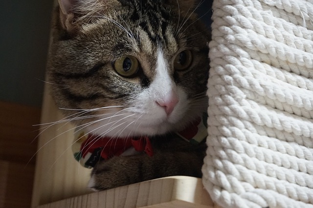 Moving with Pets