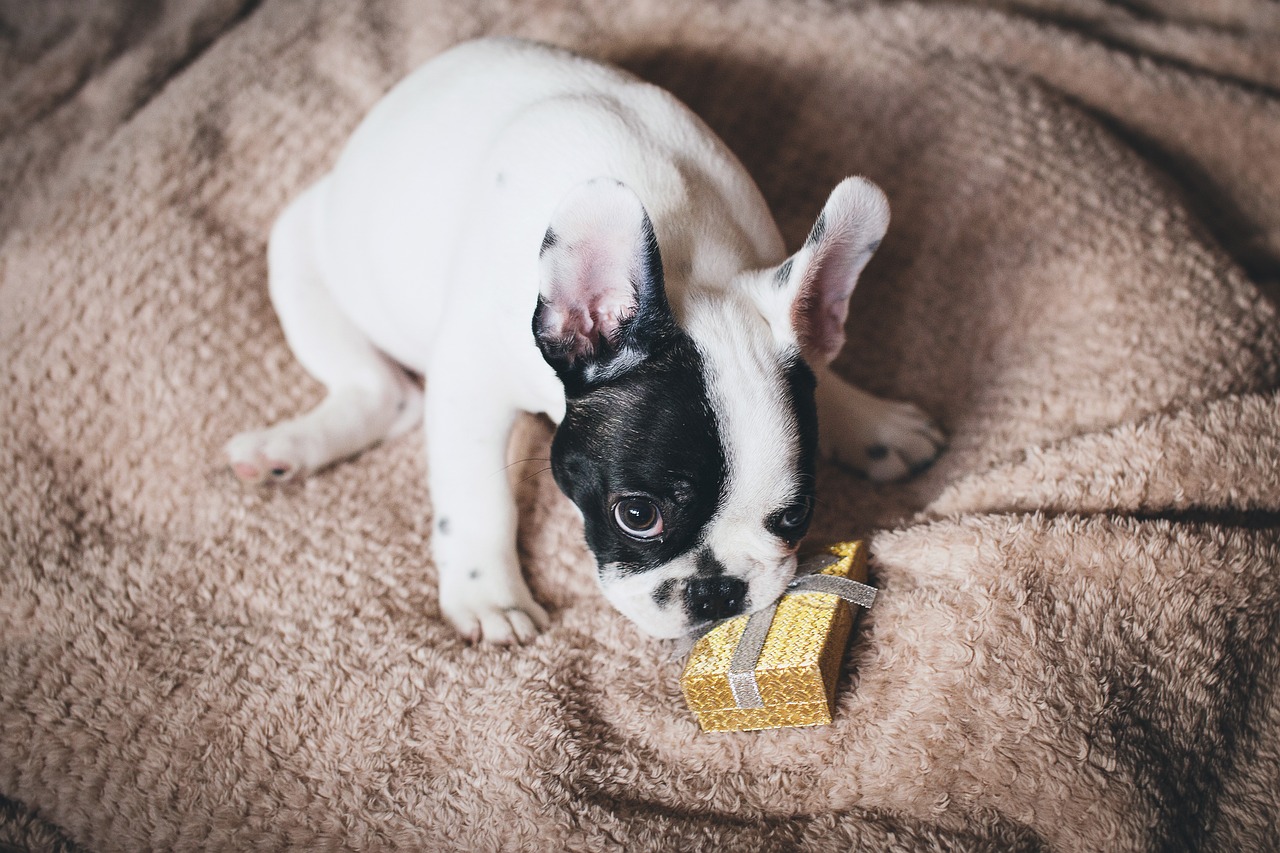 Holiday Gift Ideas for Pets and Pet Lovers