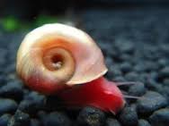 Freshwater Arrivals May 2025