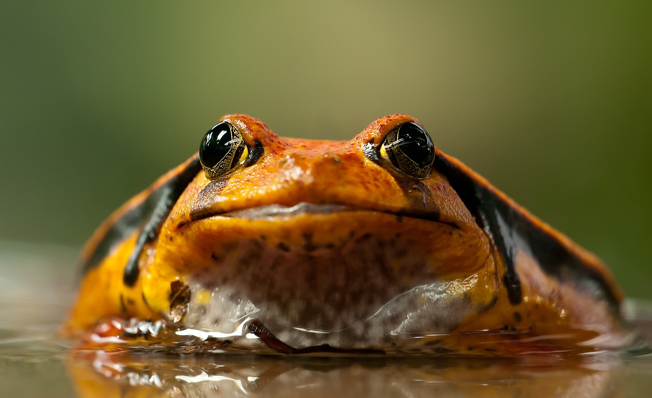 Reptile Arrivals October 2024