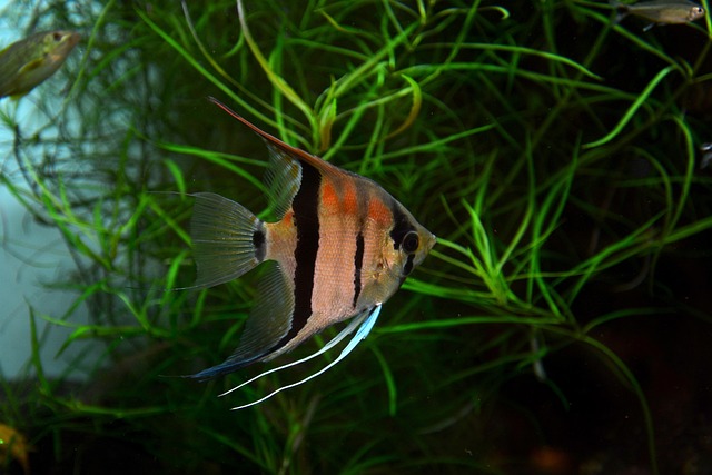 Freshwater Arrivals Nov 2023