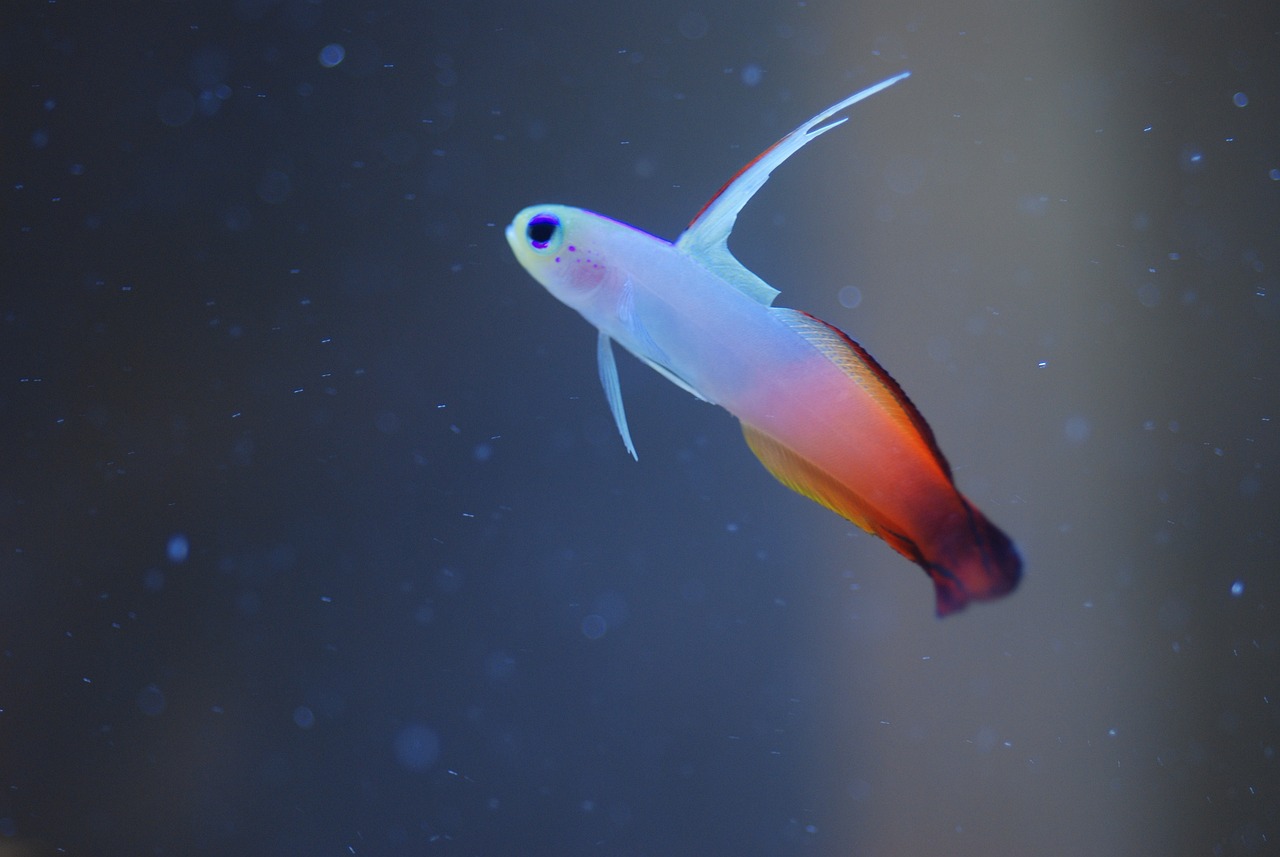 Saltwater Arrivals June 2023