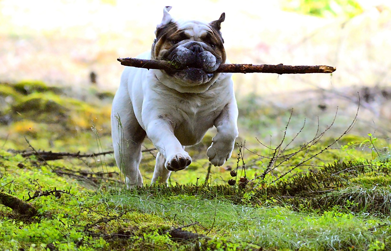 10 Tips for New Puppy Owners