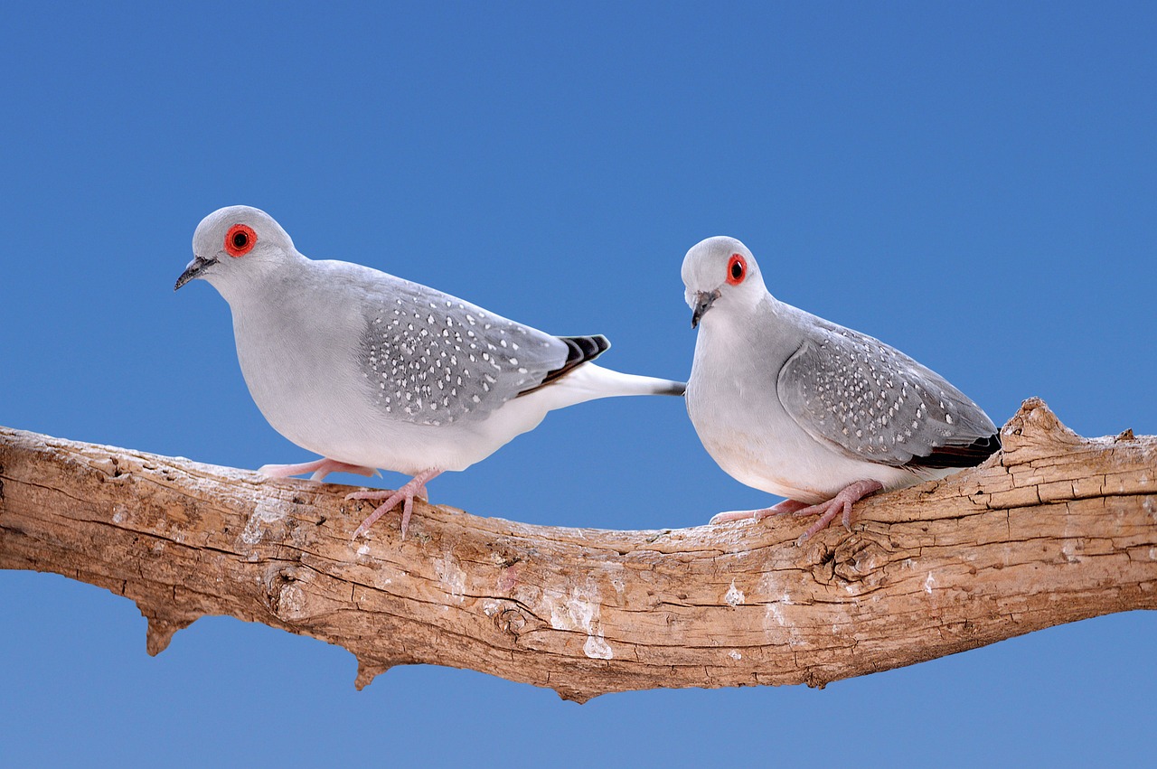 Bird Arrival Dec 2023