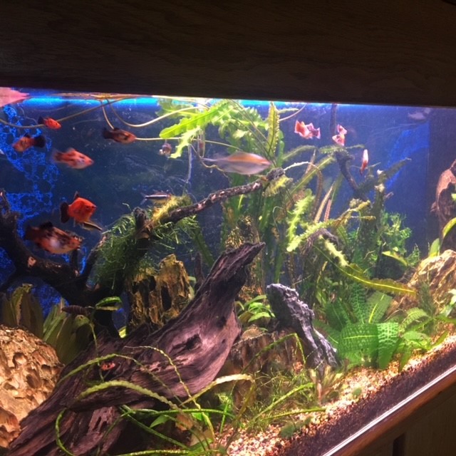 Aquariums for Beginers