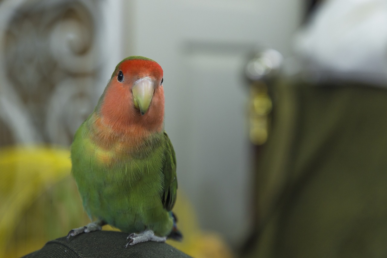 Bird Arrivals May