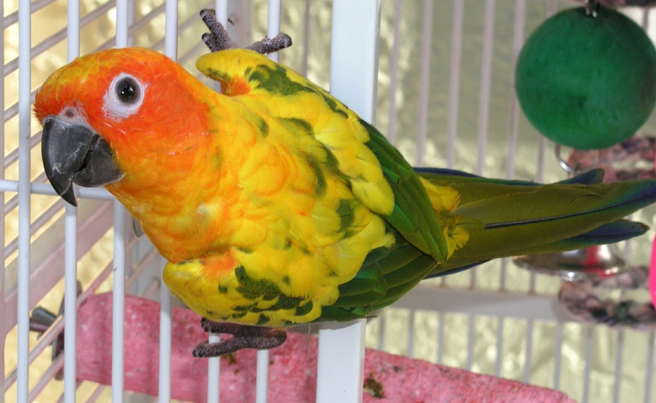 Harnessing the Power of UV Light and Companion Birds: A Brighter, Healthier Lifestyle